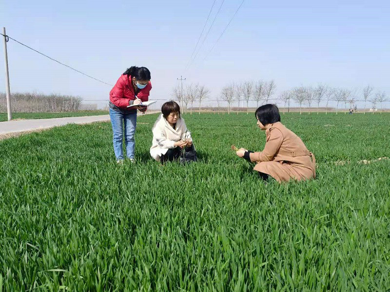 气象局和农业局工作人员在田间查看冬小麦生长情况.jpg