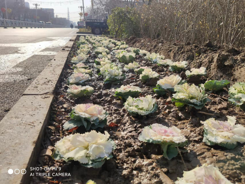 4.种植效果 (2).jpg