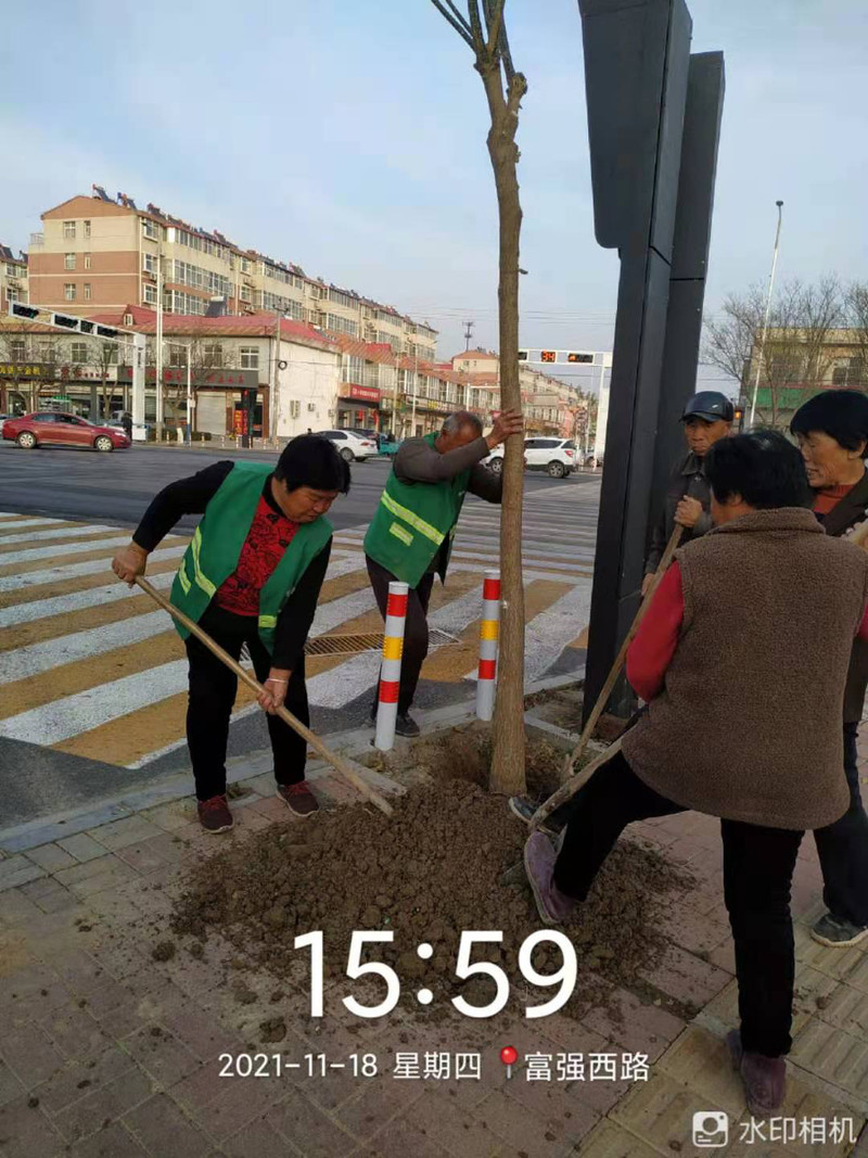 富强西路与西平街交叉口种植槐树.jpg